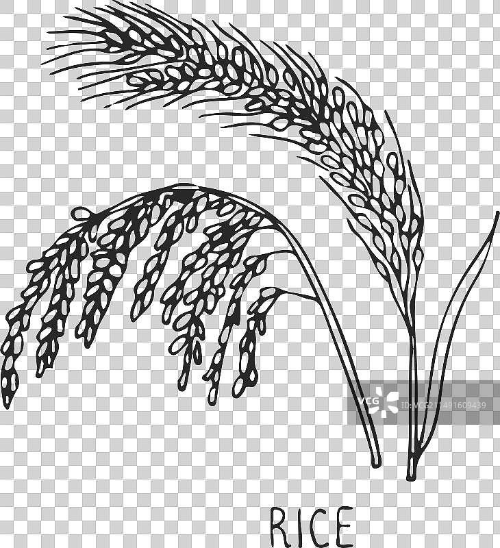 水稻、农作物、谷物、谷物草图图片素材
