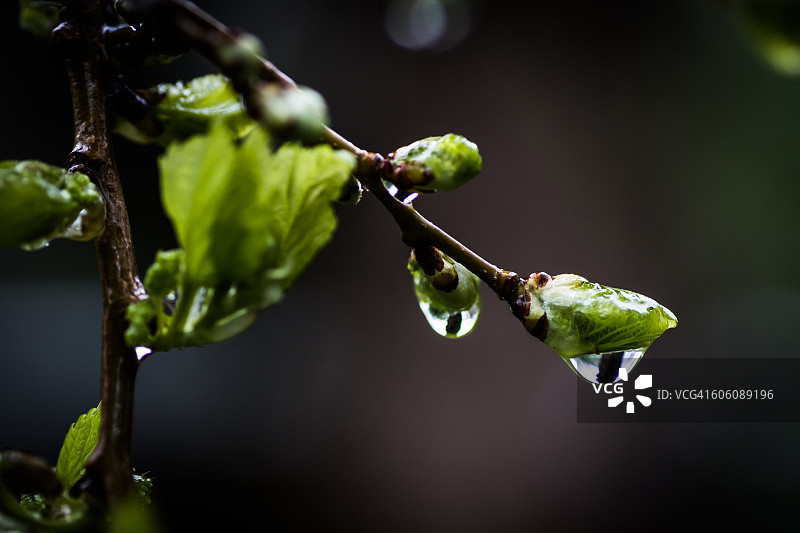 春雨图片素材
