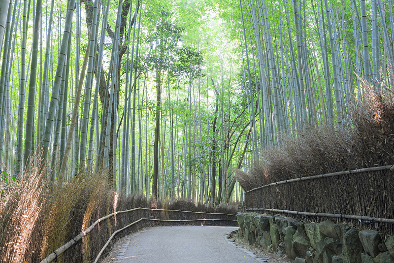 竹槽，佐野，嵐山，京都，日本圖片素材