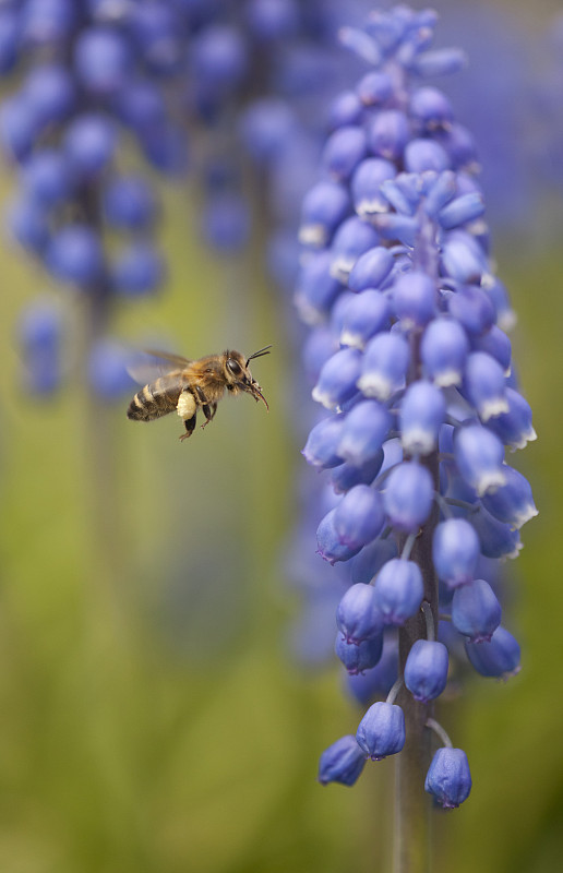 蜜蜂(Apis mellifera)訪問風信子，謝菲爾德，英國圖片素材