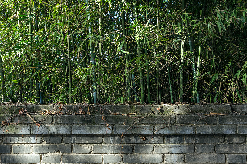 院墻和竹子圖片素材