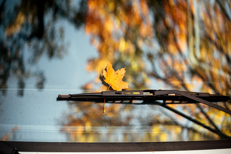 汽車擋風玻璃上的秋葉圖片素材