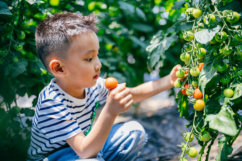 亞洲男孩吃西紅柿快樂地從農場圖片素材