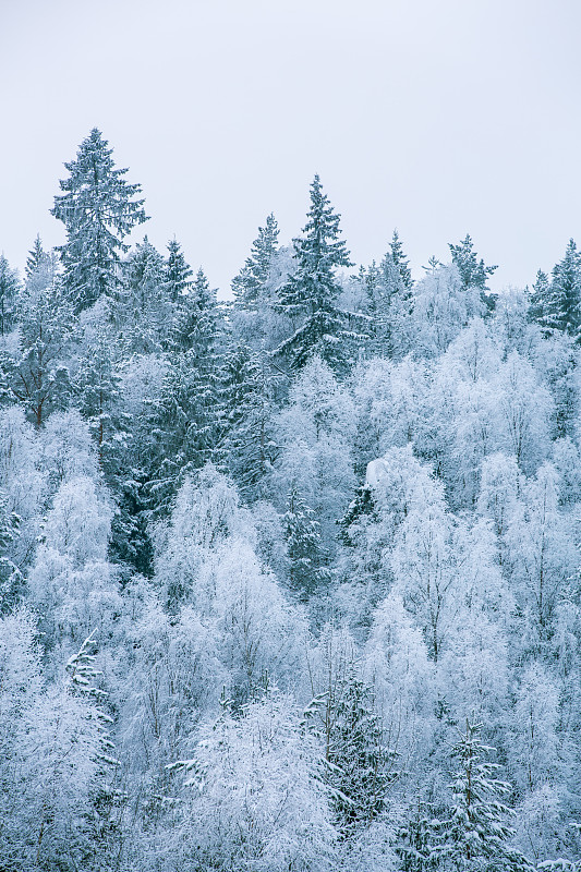 挪威，樹木被冰雪覆蓋圖片素材
