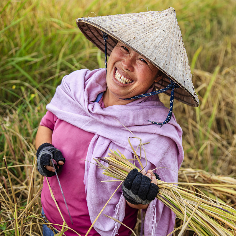 老撾婦女在老撾北部收割水稻圖片素材