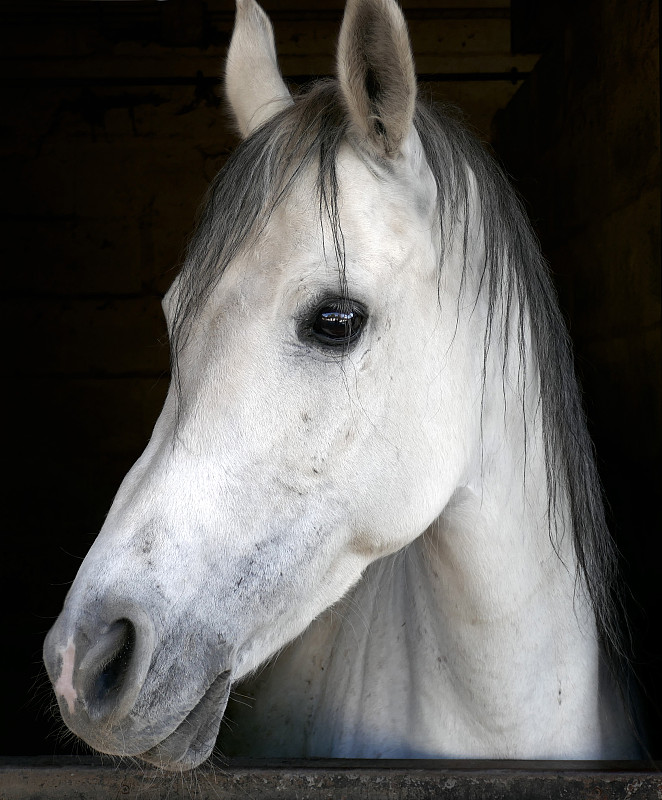 白色馬頭的特寫，歐倫塞，西班牙圖片素材