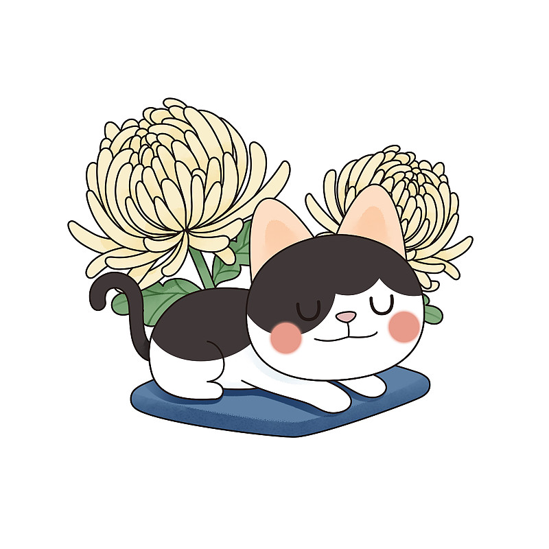 十二月貓與花之菊花圖片素材
