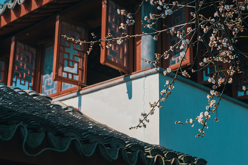 中國浙江西塘庭院內的梅花圖片素材