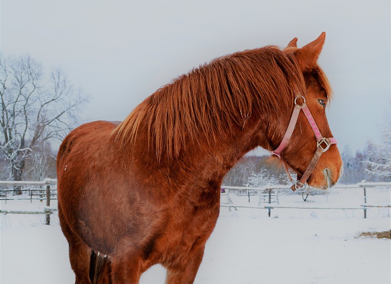 側面的馬站在雪地上圖片素材