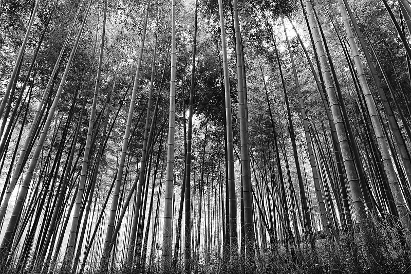 低角度的竹林，京都，日本圖片素材
