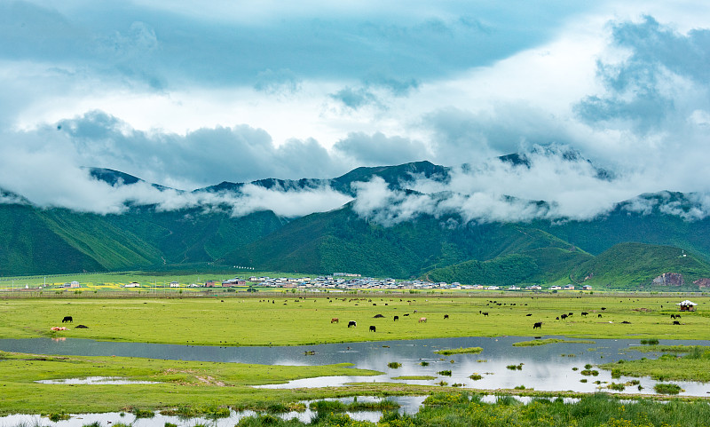 雨過天晴的香格里拉，草地和雪山，星星點點的牛羊在草地喝水圖片素材