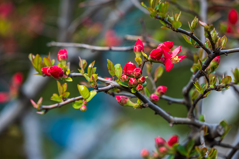 春華又三月，桃花之夭夭
陽春三月的淄博，迎來一場倒春寒，較低的氣溫使桃花一直含苞未放。圖片下載