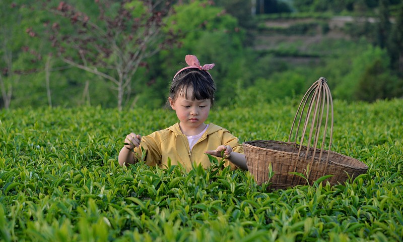 春季，在农村茶园里面采茶的女孩，湖北恩施，桅杆茶山图片下载