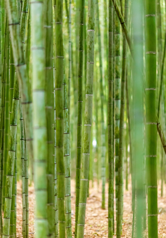 在日本發現的迷人的亞洲竹林圖片素材
