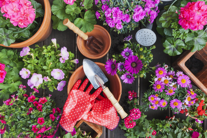 园艺，春夏不同的花，园艺工具摆在园桌上图片下载