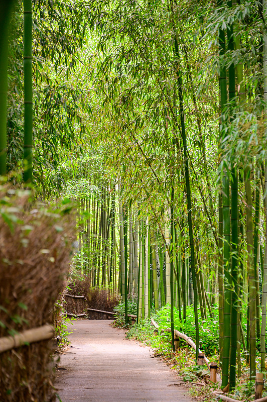 清晨日本京都的嵐山竹林圖片素材