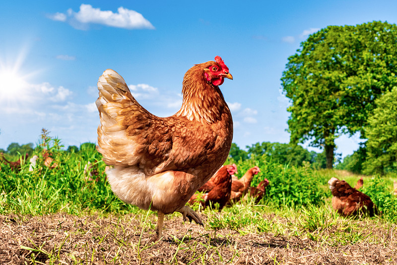 放養的雞在草地上啄食，在陽光明媚的日子里尋找食物圖片素材