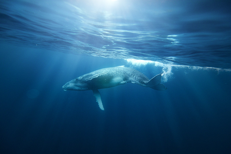 座头鲸在阳光下的海面附近游泳图片下载