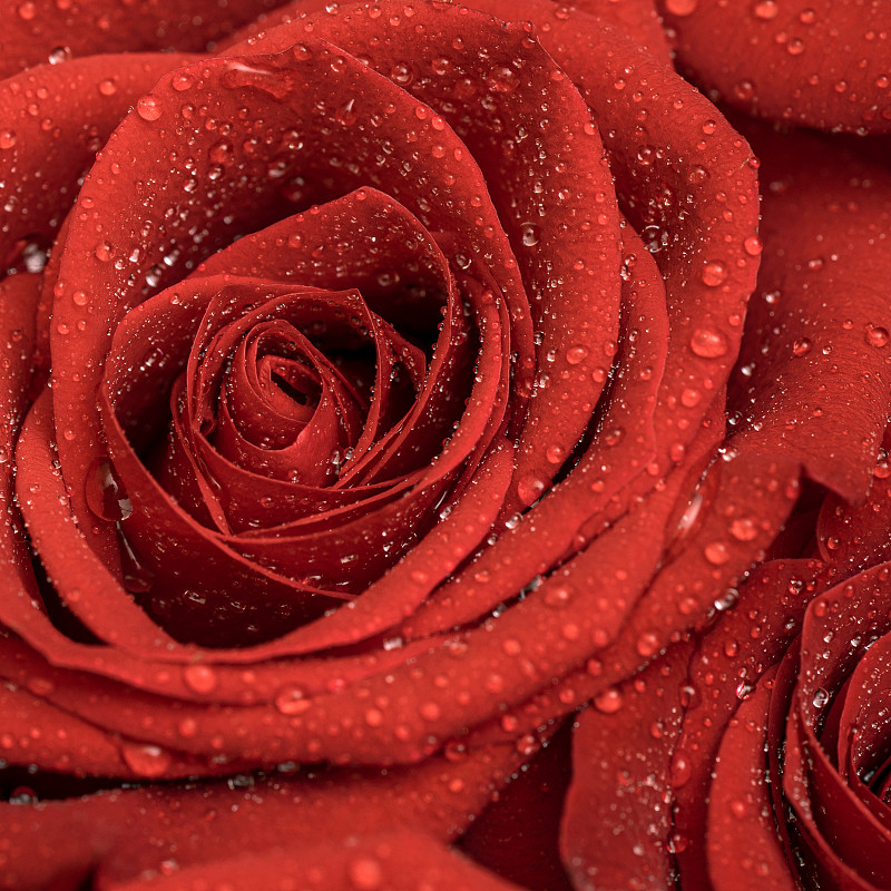 紅玫瑰與滴接近紋理背景?；ǖ膲?。圖片下載