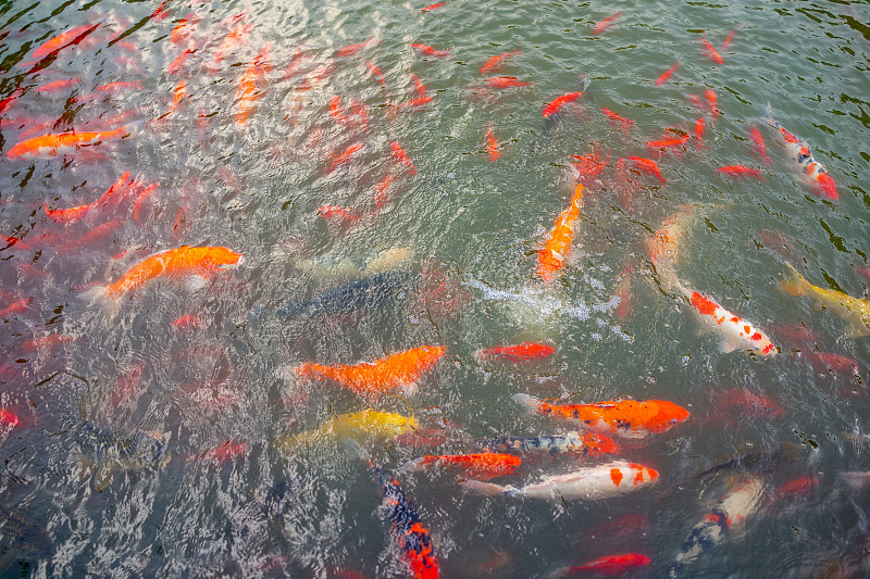 一大群游泳的錦鯉攝影圖片