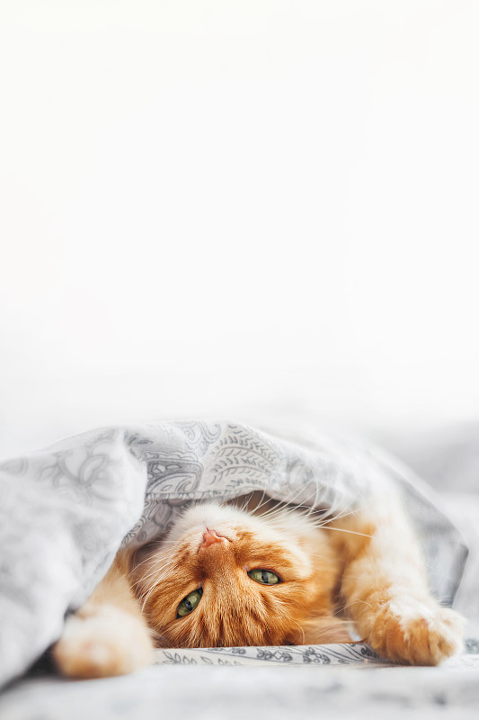 可愛的姜黃色貓睡在床上毯子下。毛茸茸的寵物在臥室里打盹。帶有復制空間的垂直橫幅。圖片素材