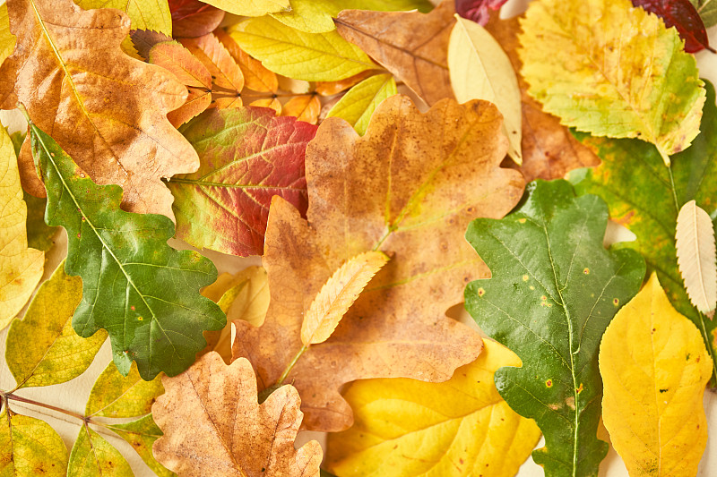 秋天在森林里平躺著五顏六色的樹葉和復制空間。秋天的背景。攝影圖片