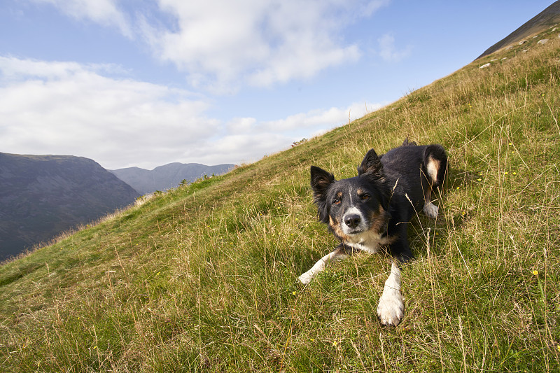 邊境牧羊犬在茂盛的草地山坡上攝影圖片