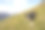 邊境牧羊犬在茂盛的草地山坡上攝影圖片