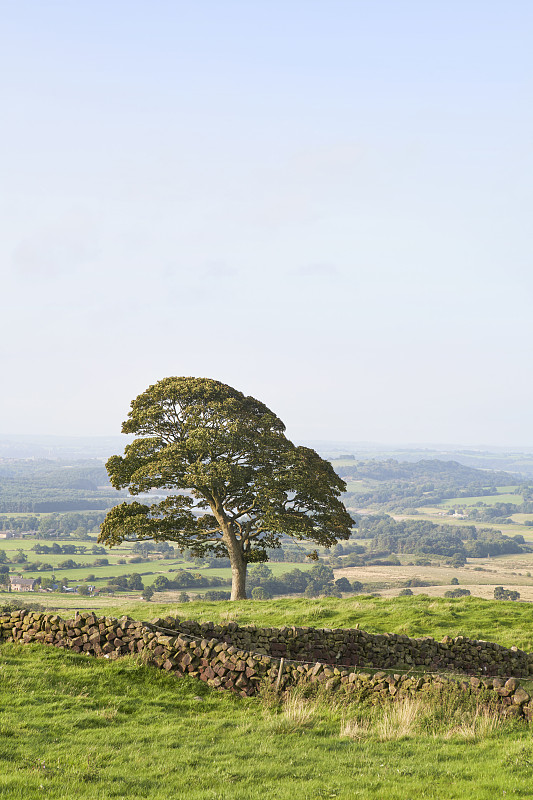 山上孤獨的橡樹，背景是英國鄉村攝影圖片