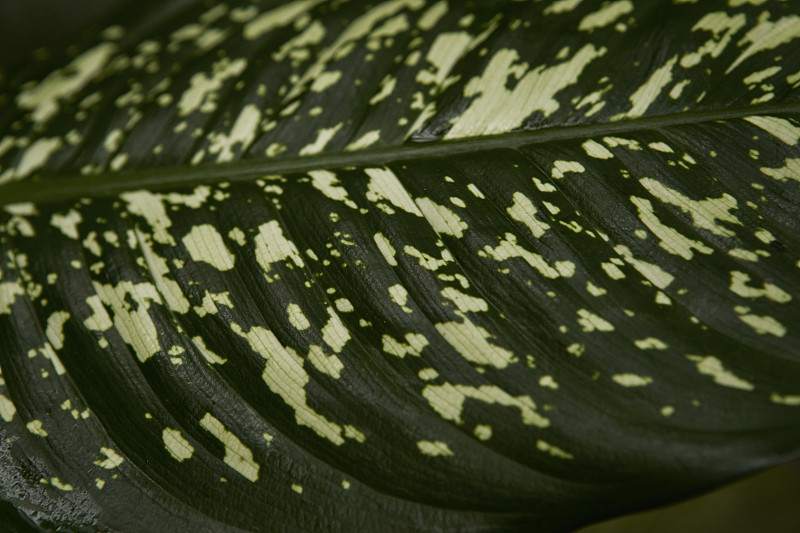 熱帶樹葉的全幀視圖攝影圖片