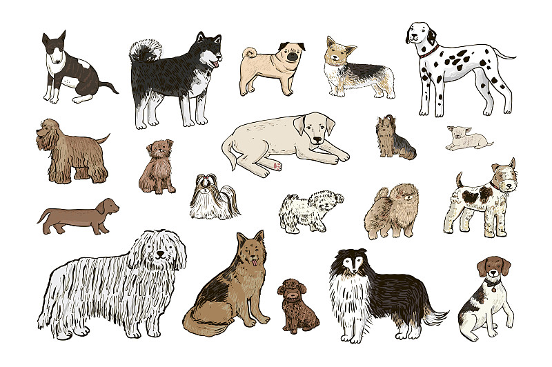 狗狗寵物品種矢量插圖集。插畫圖片