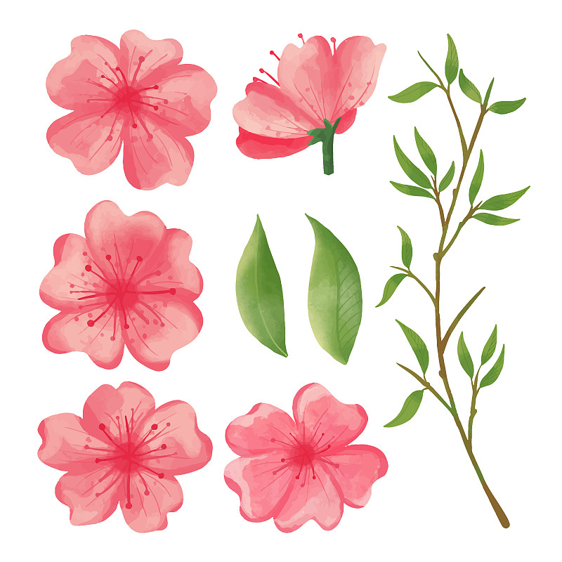 一套水彩櫻花花，粉紅色植物剪貼畫插畫圖片