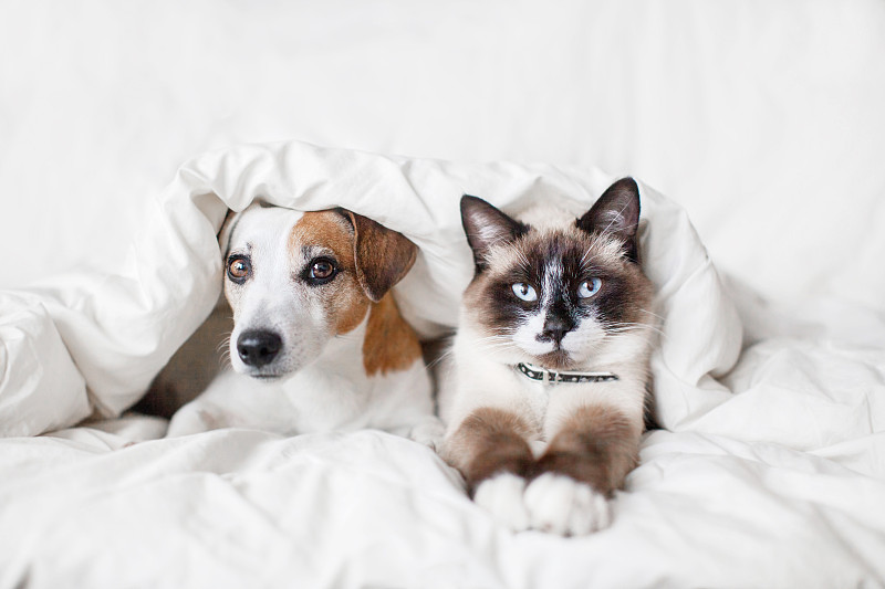 狗和貓在白色毯子下圖片下載