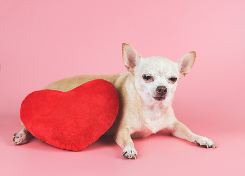 棕色吉娃娃狗躺在粉紅色背景上的紅色心形枕頭上，瞇著眼睛。情人節的概念。圖片下載