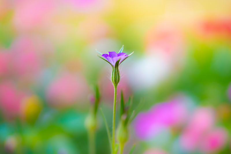 紫色开花植物特写图片下载