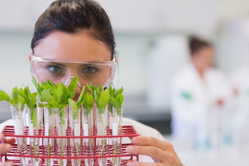 實驗室里的女科學家和年輕的植物圖片素材