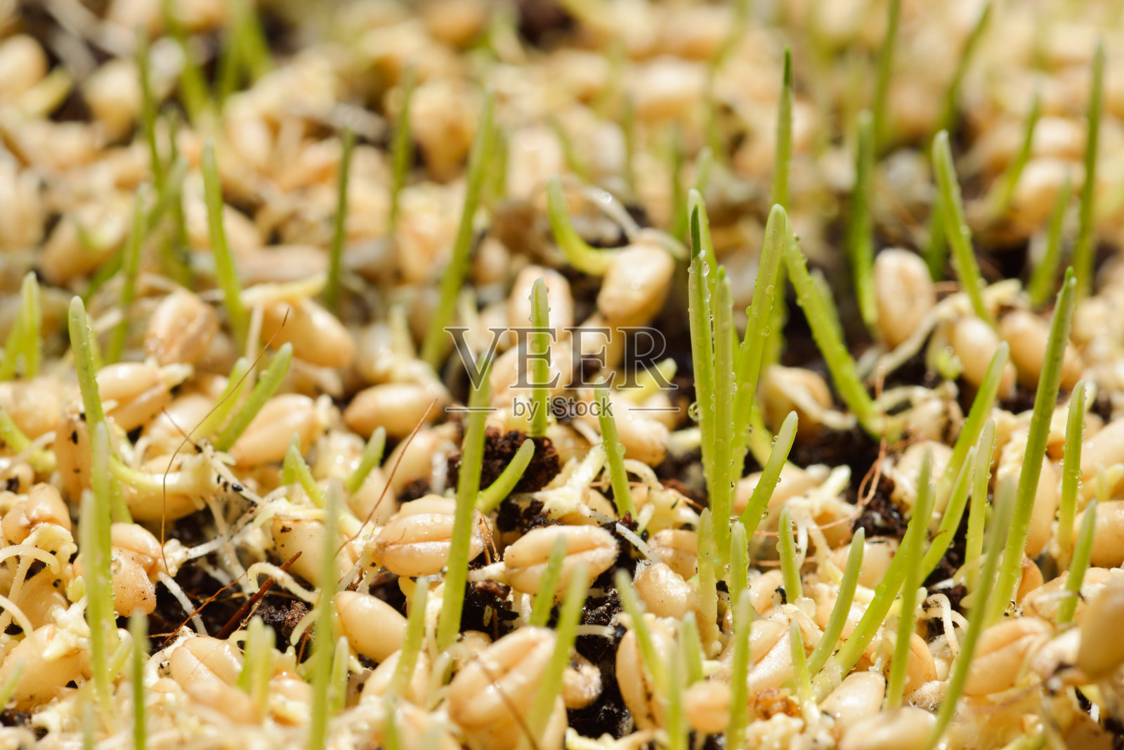 大麦麦芽的发芽种子照片摄影图片