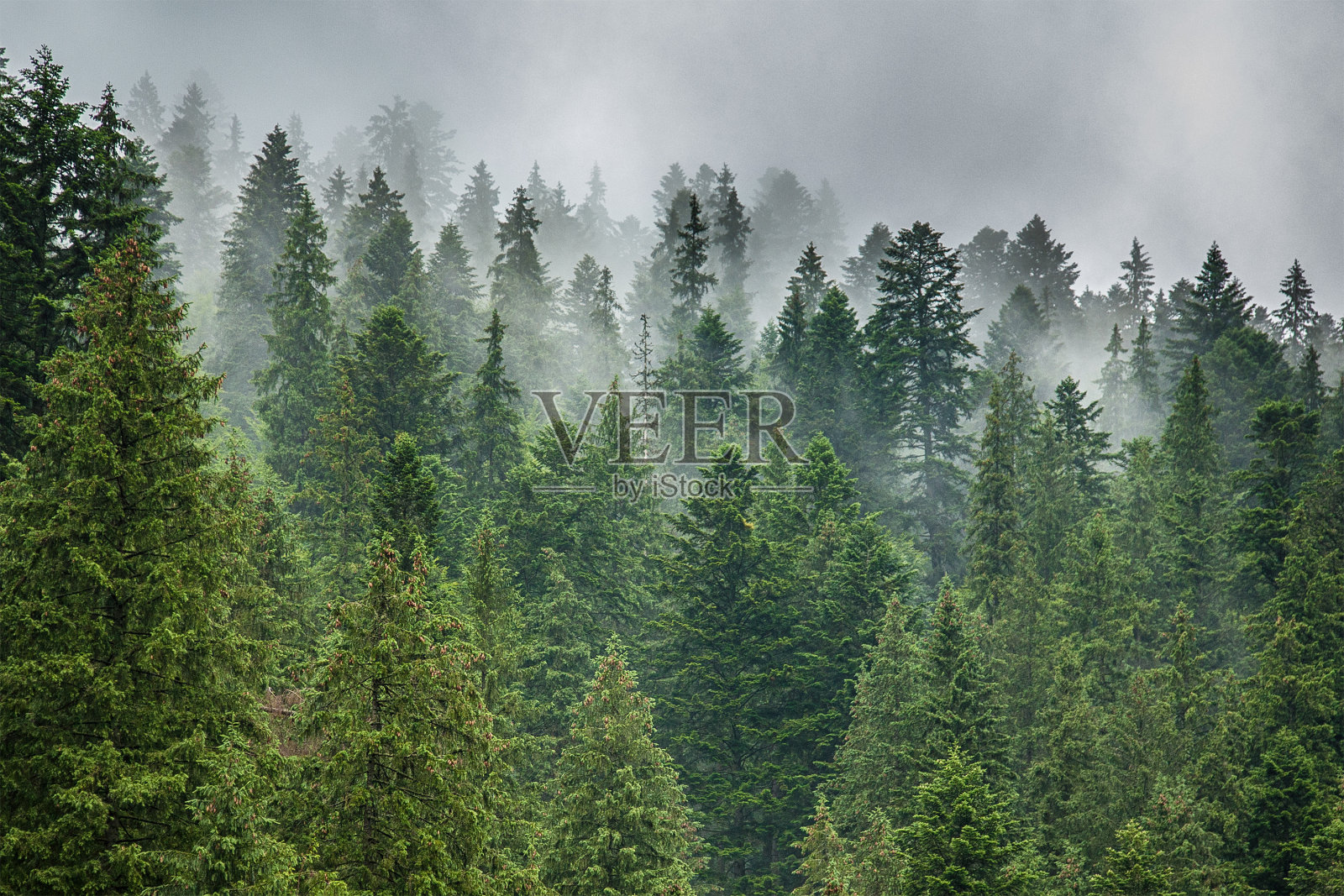 霧和雨云在松林照片攝影圖片