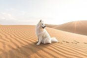 沙漠里的萨摩耶宠物犬图片素材