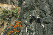 广西崇左白头叶猴国家级保护区图片素材