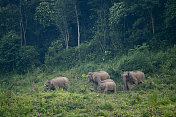 云南西双版纳国家级保护区图片素材