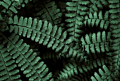 蕨类植物图片素材