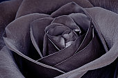 黑玫瑰图片素材
