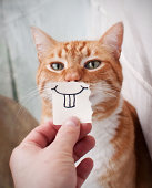 橙色的猫脸图片素材