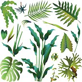 各种热带雨林的绿色叶子图片素材