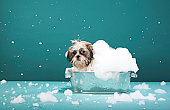 泡沫浴中的小狗图片素材