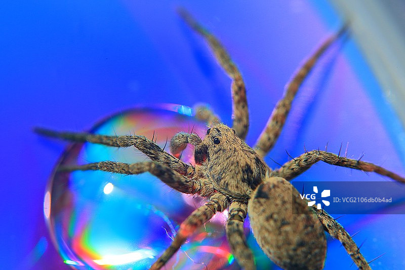 彩色水珠上的蜘蛛图片素材