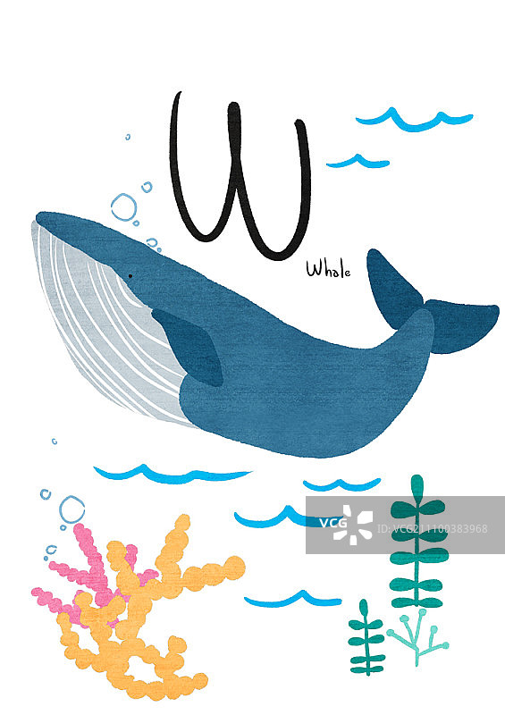 W对鲸鱼图片素材
