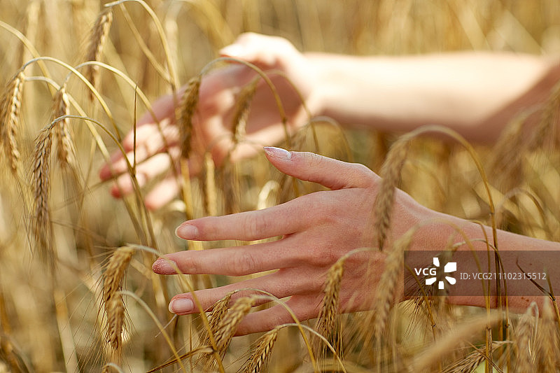 国家，自然，暑假，农业和人的概念-近距离年轻妇女的手触摸在谷物田的小穗图片素材