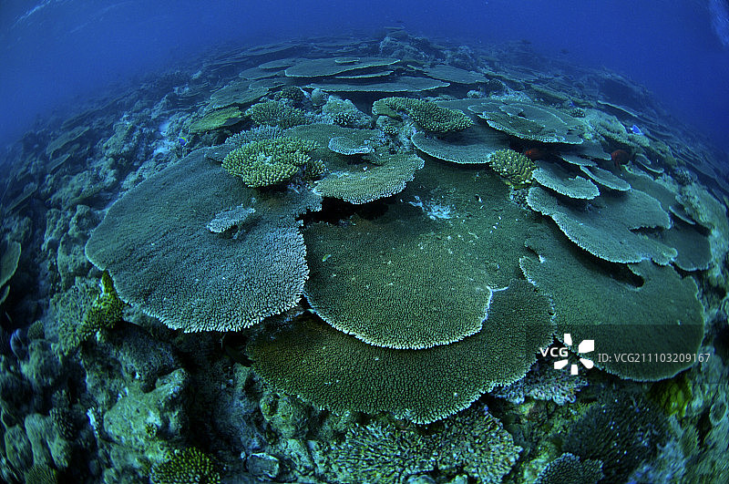 马尔地夫,桌面形珊瑚,珊瑚,图片素材